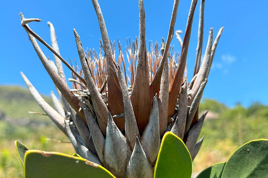 Proteas: Roots and Resilience